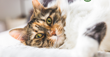 Assisting Your Cat in a Healthy Weight Loss Journey