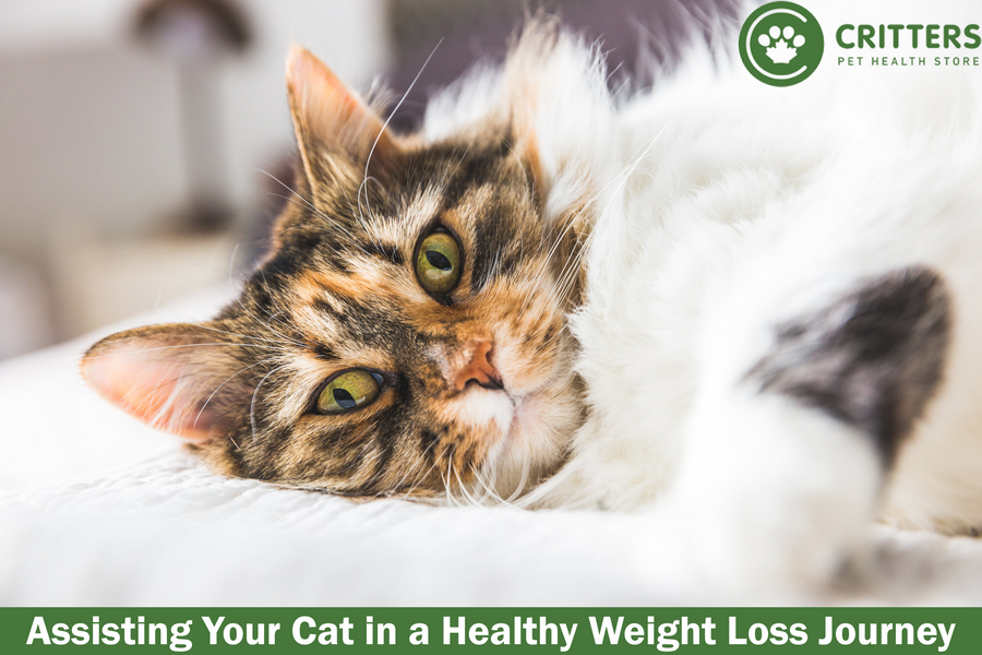 Assisting Your Cat in a Healthy Weight Loss Journey