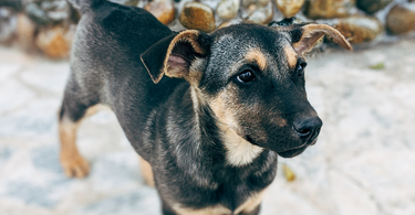 Essential Tips for Training Your New Puppy