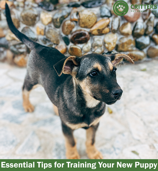 Essential Tips for Training Your New Puppy