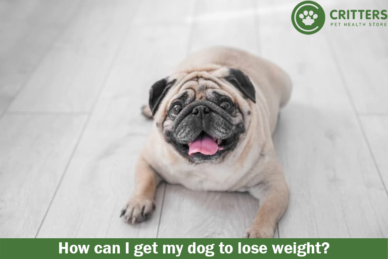 How can I get my dog to lose weight?
