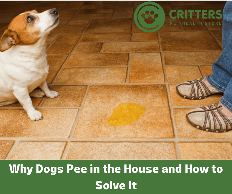 Why Dogs Pee in the House and How to Solve It Critters Pet Health Store