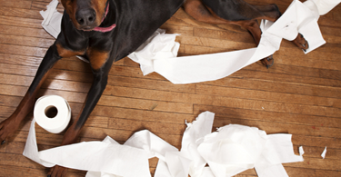 Understanding Canine Diarrhea: Causes and Effective Solutions