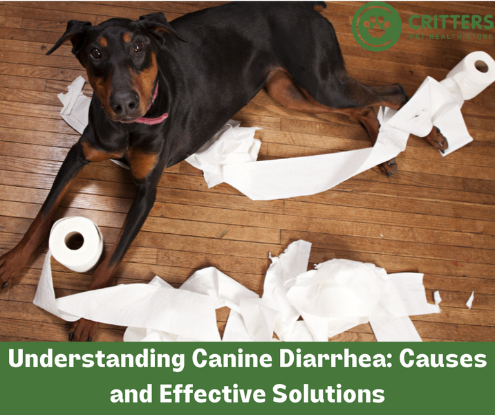 Understanding Canine Diarrhea: Causes and Effective Solutions