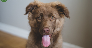 New Puppy? Here's how to pick a high-quality puppy food.