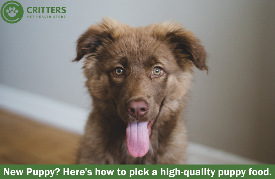 New Puppy? Here's how to pick a high-quality puppy food.