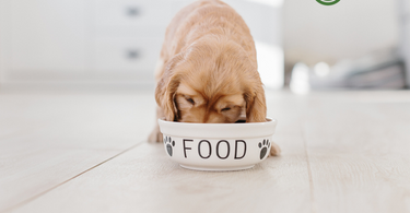 puppy eating