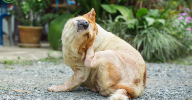 The Ultimate Guide to Understanding Dog Allergies