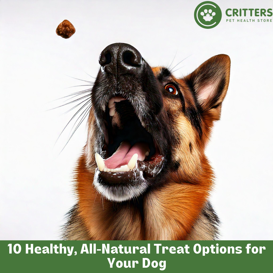 10 Healthy, AllNatural Treat Options for Your Dog Critters Pet