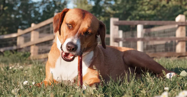 10 Best Natural Chews For Your Dog