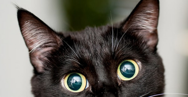 The Top Cat Treats: Choosing the Best Options for Your Feline Friend