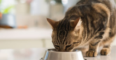 A Guide to the Different Types of Canned Cat Food