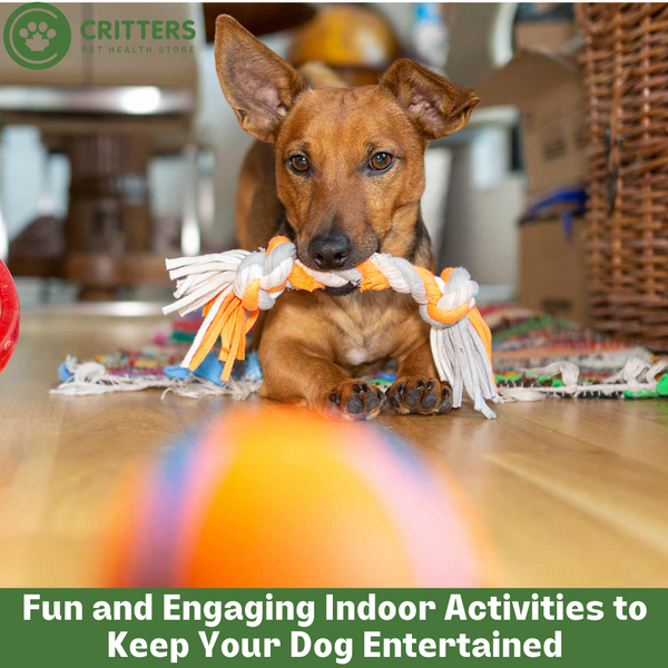 Fun and Engaging Indoor Activities to Keep Your Dog Entertained