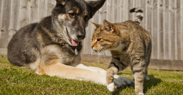 Joint Health in Pets: Supporting Mobility and Comfort Naturally