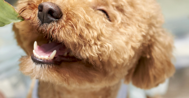 Essential Dental Care Tips for Dogs and Cats: Keep Those Pearly Whites Healthy