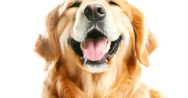 Why Pure Supplements Are Better for Your Pet’s Health than Diluted Foods and Treats