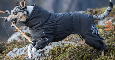 How to Keep Your Pet Warm for Winter and Fall Walks & Playtime Outdoors