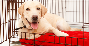 The Importance of Kennel Training Your Dog: Making the Kennel a Safe Space
