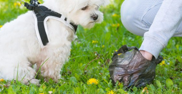 Tips to Prevent Your Dog from Eating Poop