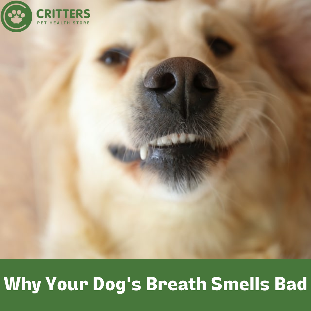 Why Your Dog's Breath Smells Bad Critters Pet Health Store