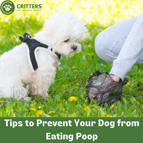 Tips to Prevent Your Dog from Eating Poop