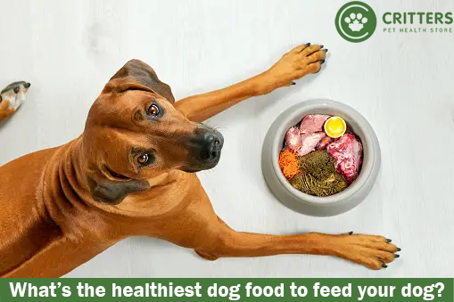 What's the best food you can feed your dog?