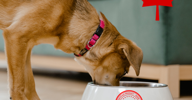 Why choose a natural Canadian pet food? The best Natural Canadian dog and cat foods.