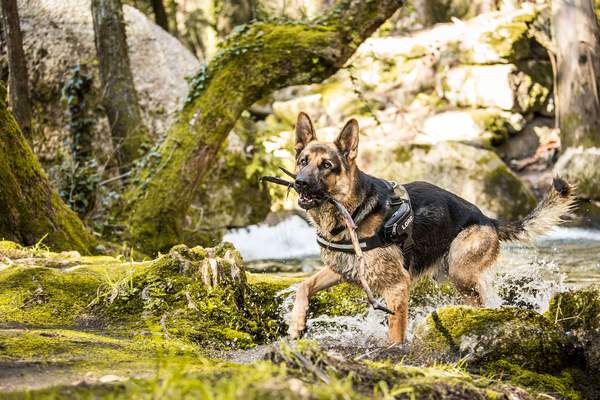 Harness Julius K9 Camo Lead Julius K9 IDC Powerharness Camo Dog