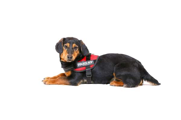 Julius cheap k9 dachshund
