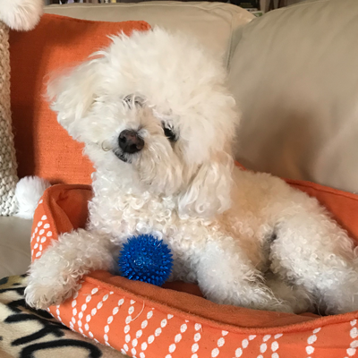 Gnawsome 2025 dog toys