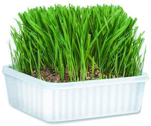 Load image into Gallery viewer, Cat A&#39;Bout Cat Grass Plus Growing Kit 150g