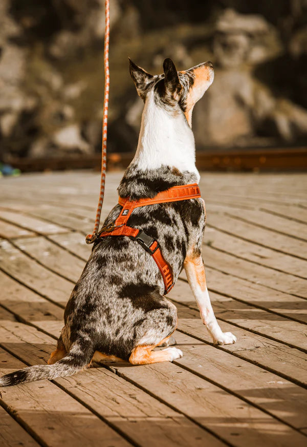 Hurtta ECO Casual Raven Dog Y Harness