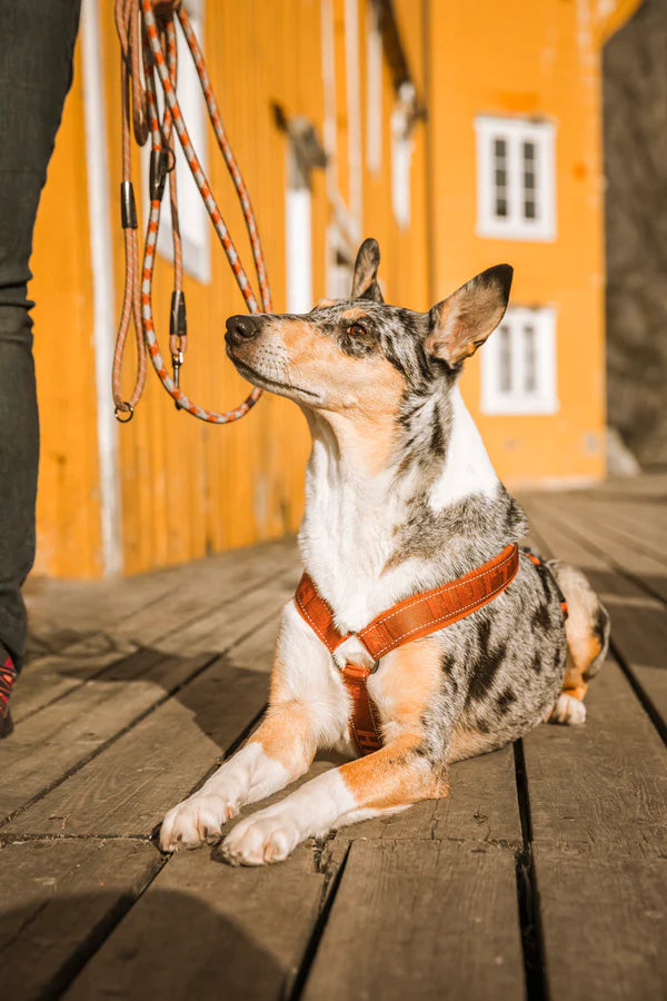Hurtta padded dog harness on sale