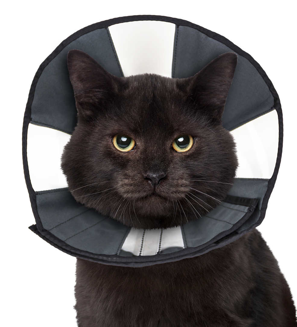 ZenCone — Zen Pet USA