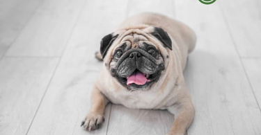 How can I get my dog to lose weight?
