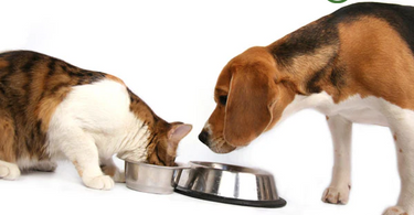 How to Correctly Switch Pet Foods