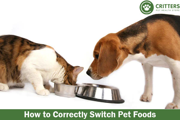 How to Correctly Switch Pet Foods
