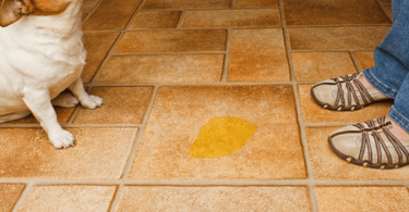 Why Dogs Pee in the House and How to Solve It