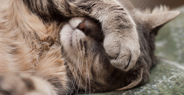 Cat Upset Stomach: Causes and Effective Solutions