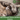 Cat Upset Stomach: Causes and Effective Solutions