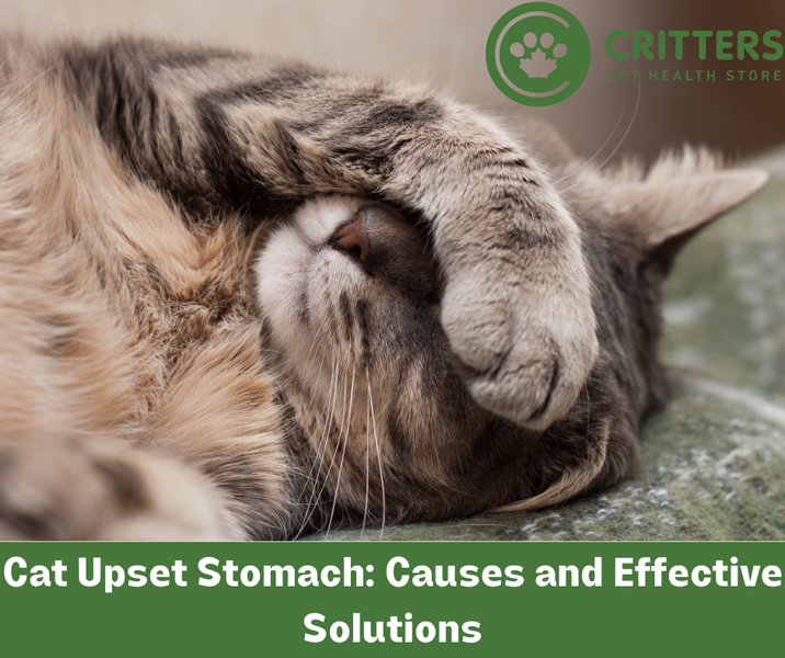 Cat Upset Stomach: Causes and Effective Solutions