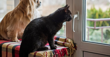 Separation Anxiety in Dogs and Cats: Causes, Signs, and Solutions