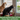 Separation Anxiety in Dogs and Cats: Causes, Signs, and Solutions