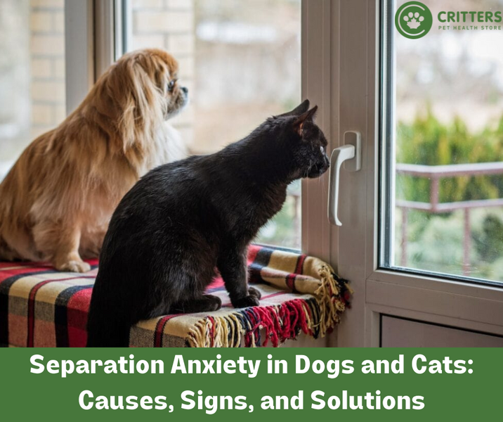 Separation Anxiety in Dogs and Cats: Causes, Signs, and Solutions