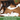Understanding Canine Diarrhea: Causes and Effective Solutions
