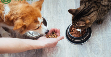 The 6 Types of Pet Food