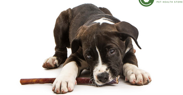 The Best Long Lasting Natural Dog Chews