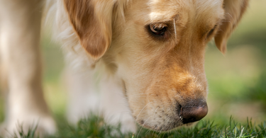 Why Do Dogs Eat Grass? Understanding the Behavior