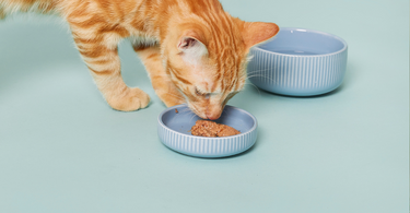 The Vital Role of Wet Cat Food in Your Feline Friend's Diet