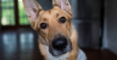 Understanding Pet Ear Mites: What They Are and How to Treat Them